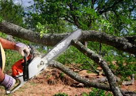 Professional  Tree Services in Westlake, TX