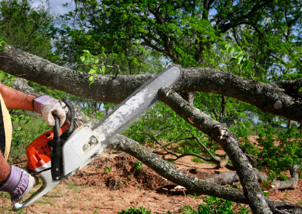 How Our Tree Care Process Works  in  Westlake, TX