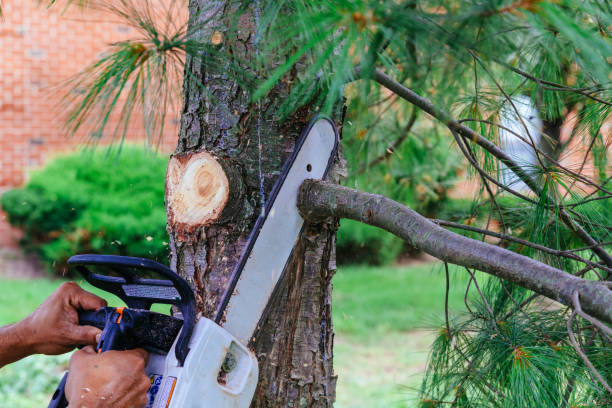 Leaf Removal in Westlake, TX